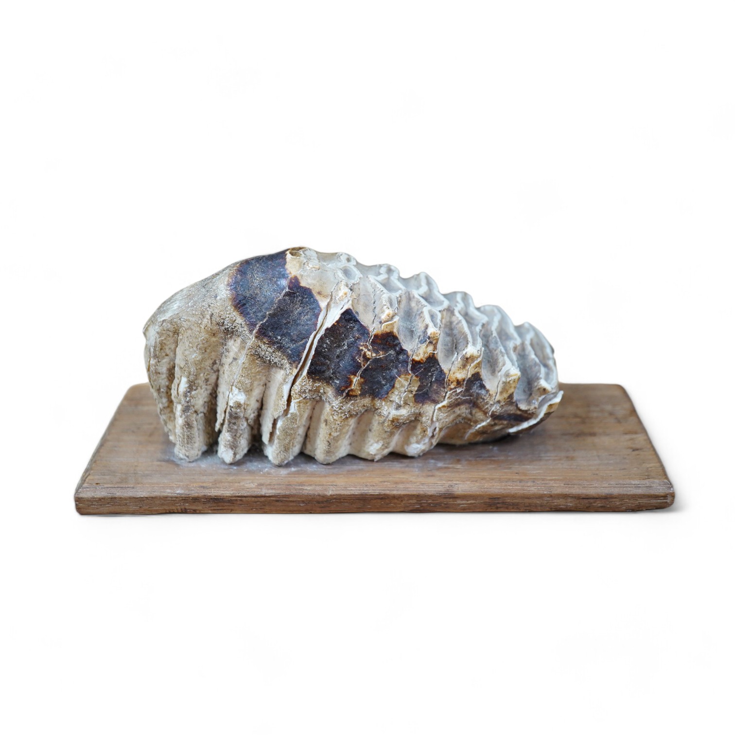 A junior Woolly mammoth tooth, mounted, 14cm excluding base. Condition - crack to one side, requires filling